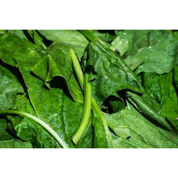 Epinard Matador foncé 