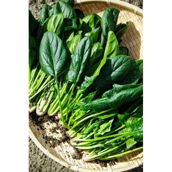 Epinard Matador foncé 