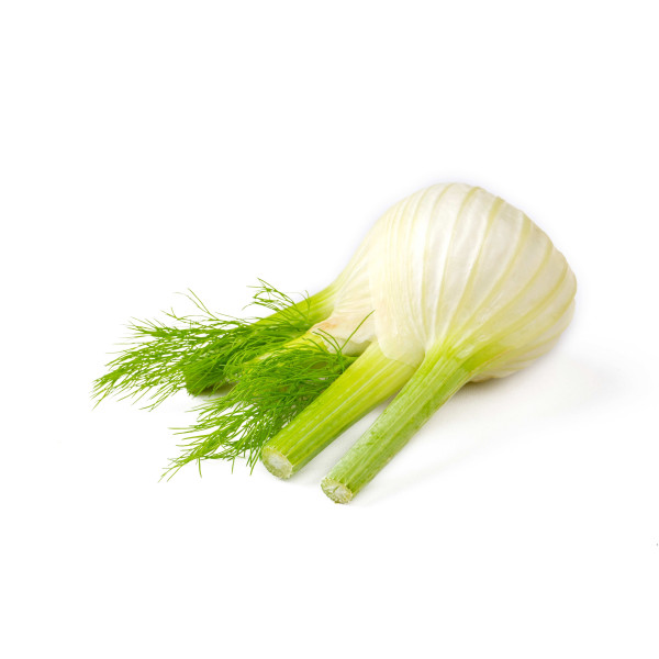 Fenouil doux de Florence 