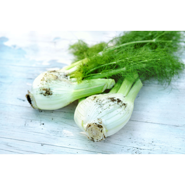 Fenouil doux de Florence 