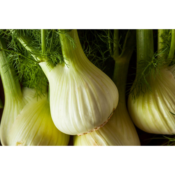 Fenouil doux de Florence 