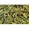 Gombo okra 
