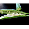 Gombo okra 