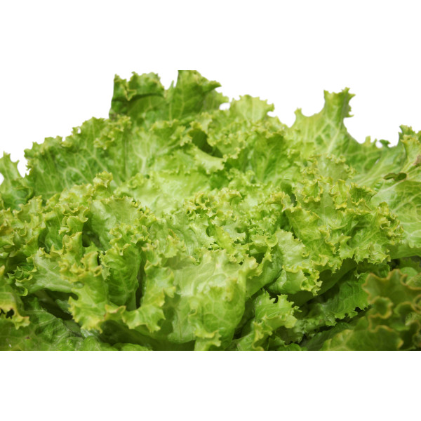 Laitue à couper Lollo Bionda 