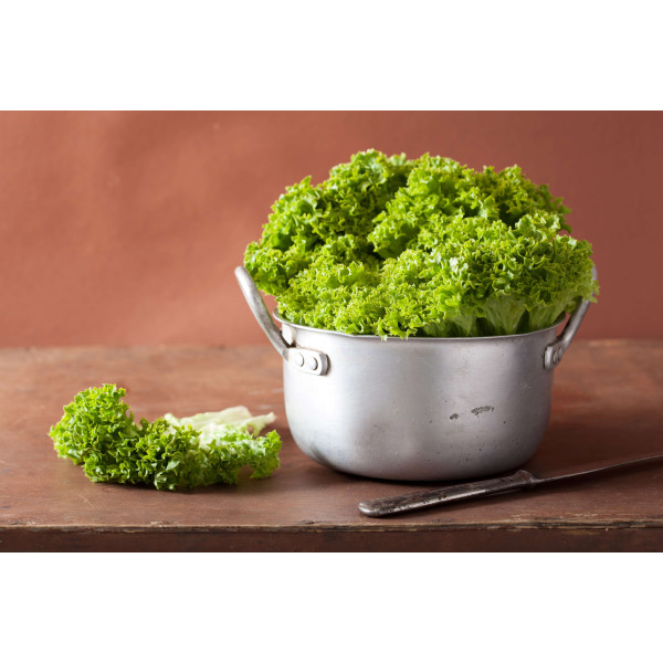 Laitue à couper Lollo Bionda 