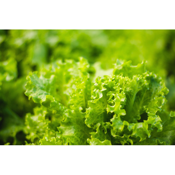 Laitue à couper Lollo Bionda 