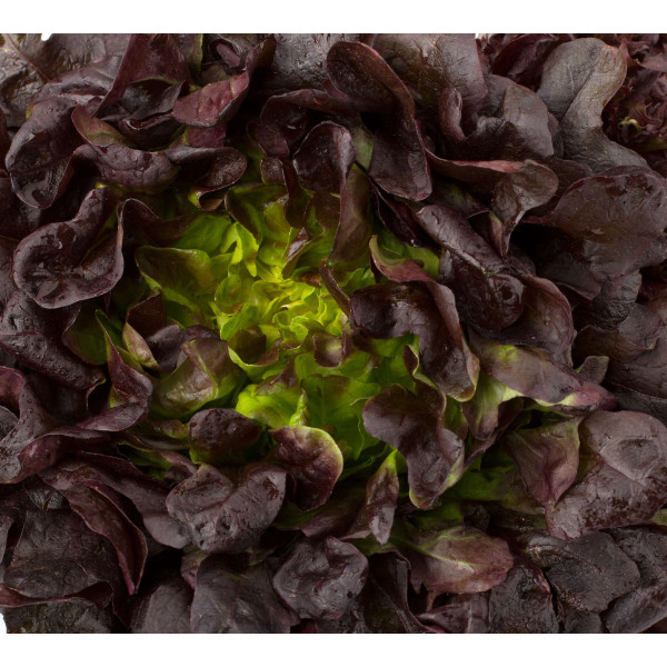 Laitue à couper salad bowl rouge 