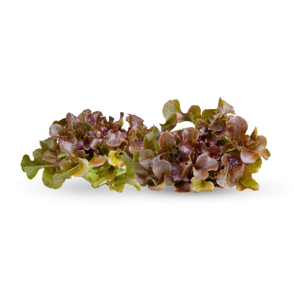 Laitue à couper salad bowl rouge 