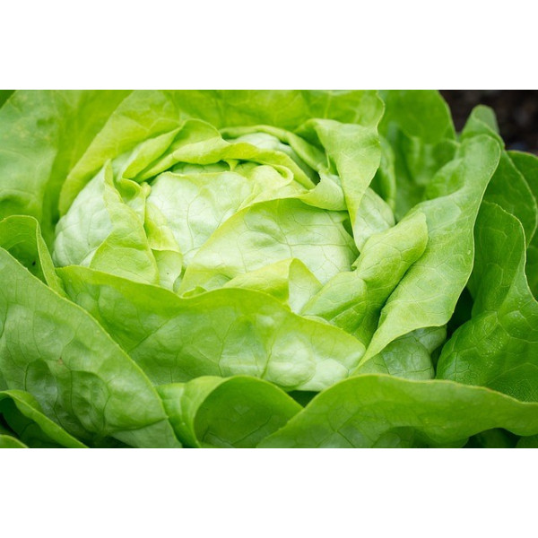 Laitue Appia 