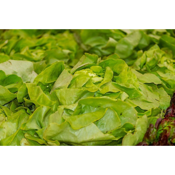 Laitue Appia 