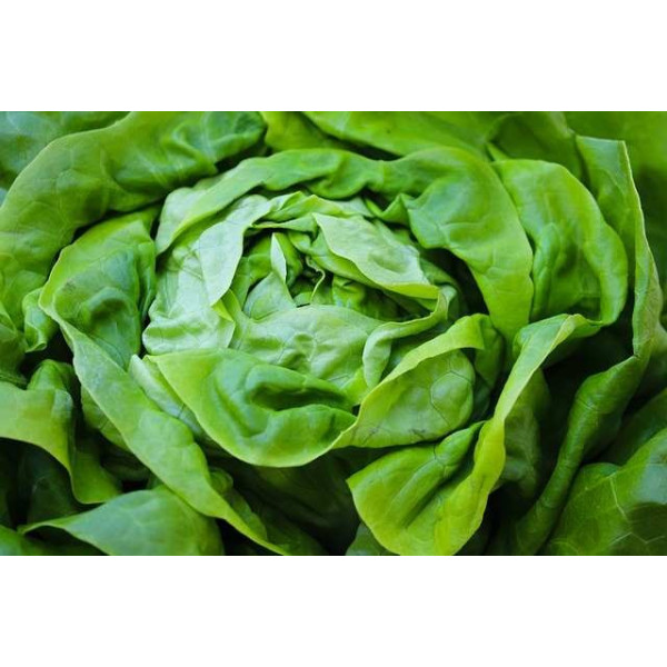 Laitue de printemps reine de mai 