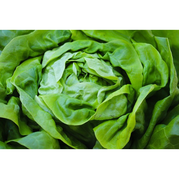 Laitue d'été kinemontepas 