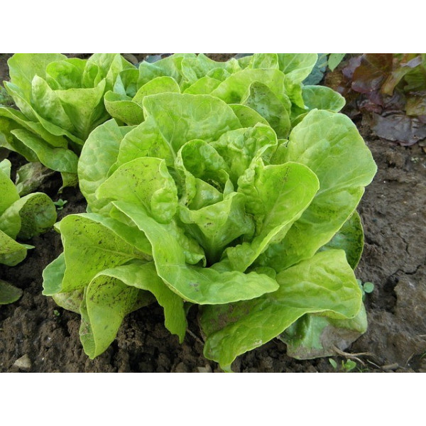 Laitue d'hiver merveille d'hiver 