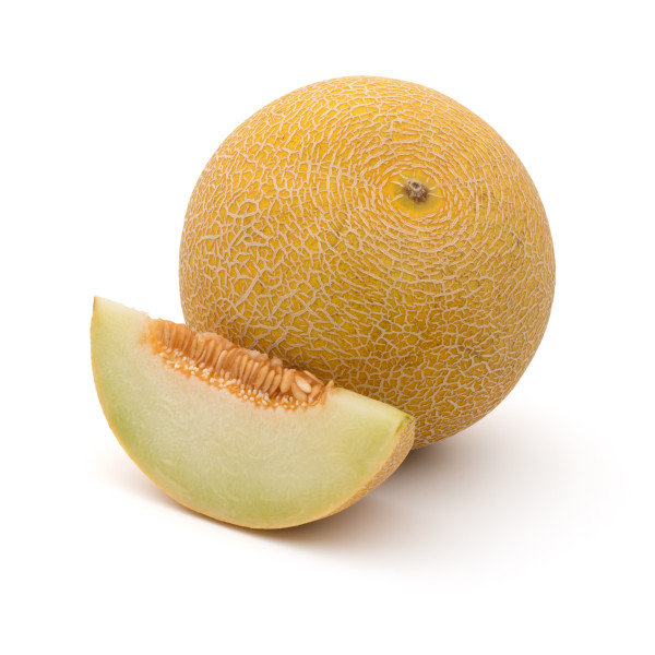 Melon hybride galia 