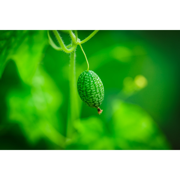 Melothria scabra " cucamelon" 
