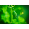 Melothria scabra " cucamelon" 