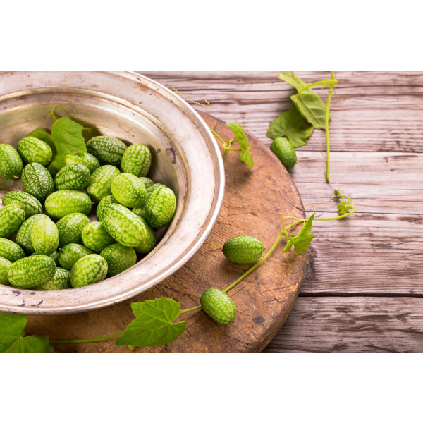 Melothria scabra " cucamelon" 