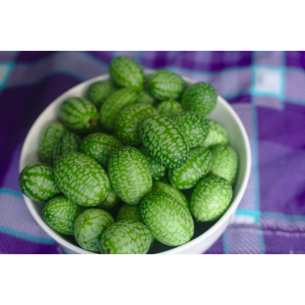 Melothria scabra " cucamelon" 