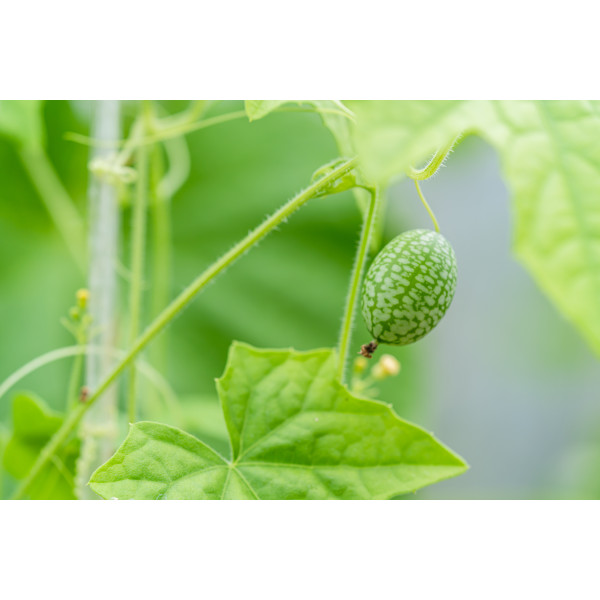 Melothria scabra " cucamelon" 
