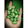 Melothria scabra " cucamelon" 
