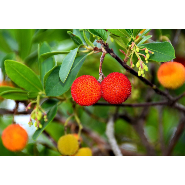Navet blanc dur d'hiver 