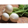 Navet blanc rond boule de neige 