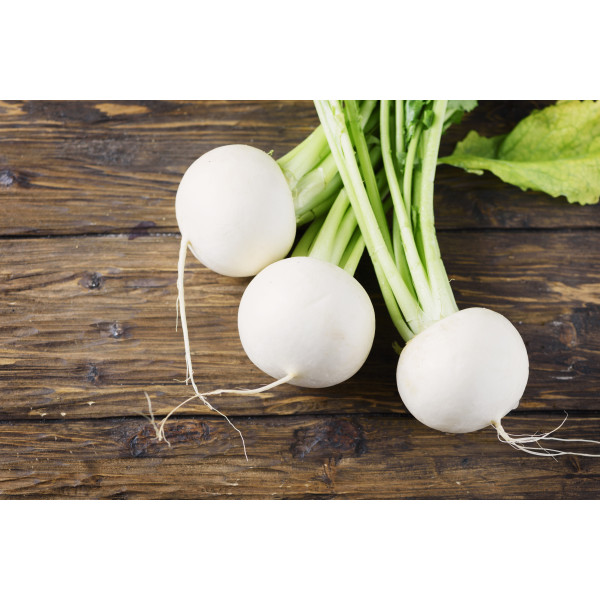 Navet blanc rond boule de neige 