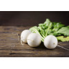Navet blanc rond boule de neige 