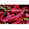 Piment basque Glorria dit d'Espelette 