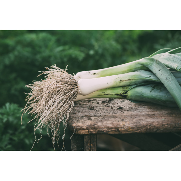 Poireau géant précoce 