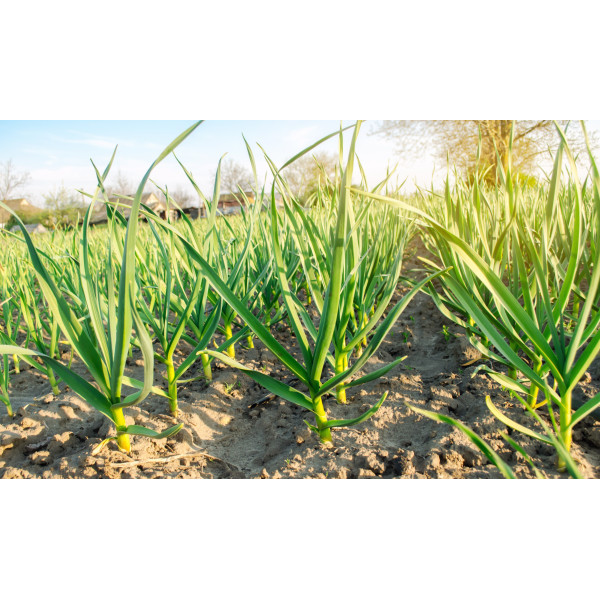 Poireau géant précoce 