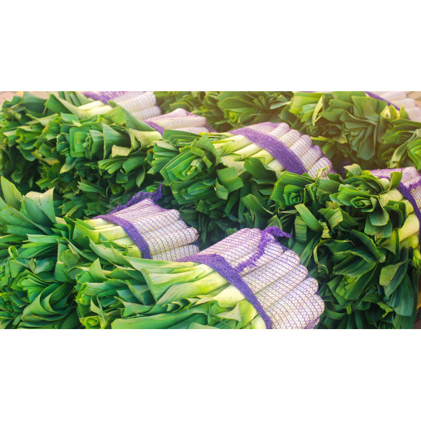 Poireau géant précoce 