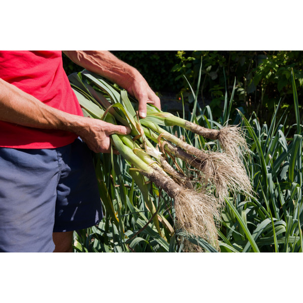 Poireau gros long d'été 