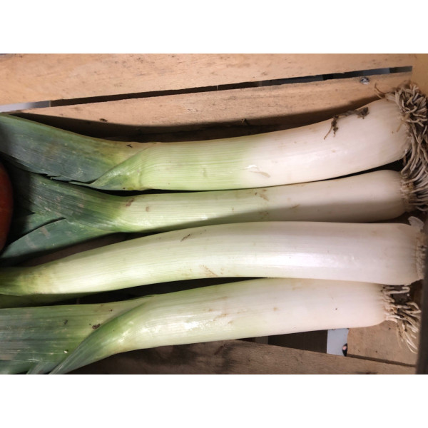 Poireau monstrueux de Carentan 