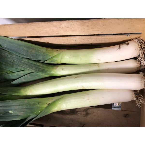 Poireau monstrueux de Carentan 