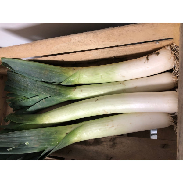 Poireau monstrueux de Carentan 