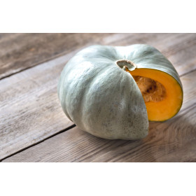 Potiron bleu de Hongrie  2