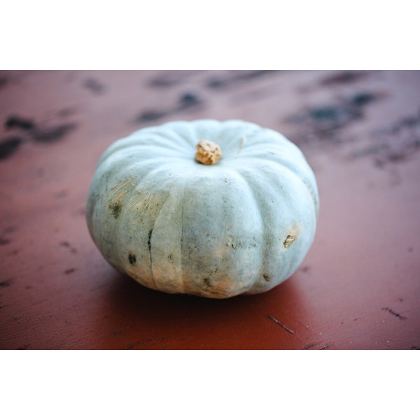 Potiron bleu de Hongrie 