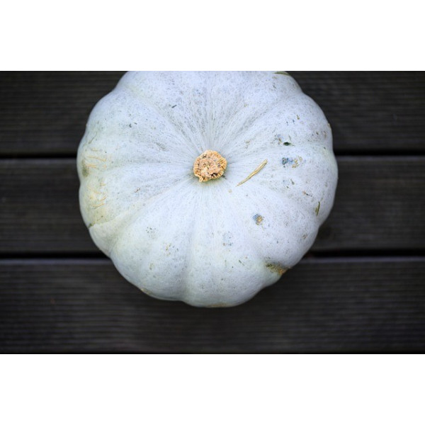 Potiron bleu de Hongrie 