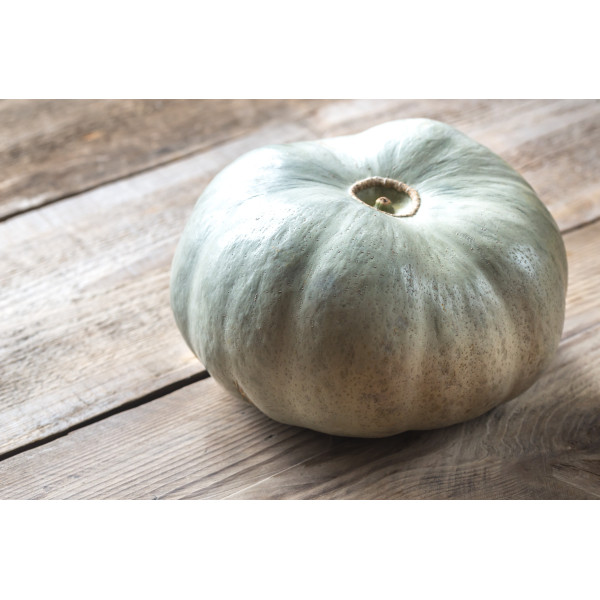 Potiron bleu de Hongrie 
