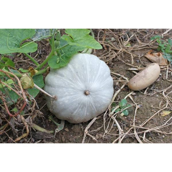Potiron bleu de Hongrie 
