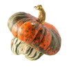 Potiron giraumon-turban turc    