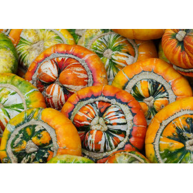 Potiron giraumon-turban turc     2