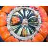 Potiron giraumon-turban turc    