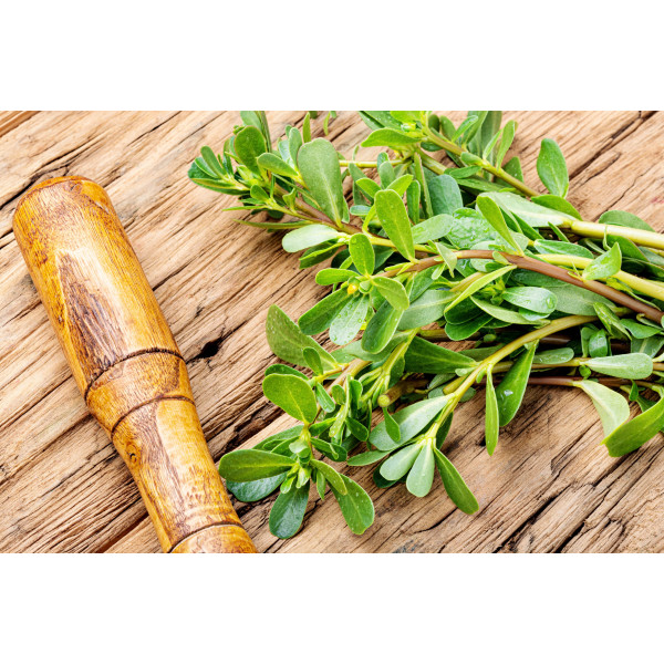 Pourpier doré à large feuille  