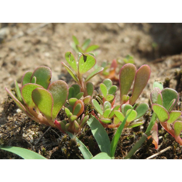 Pourpier doré à large feuille  