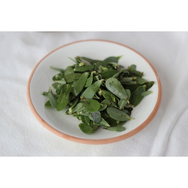 Pourpier doré à large feuille  