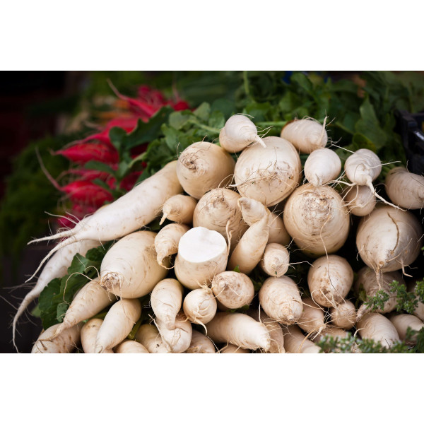 Radis chandelle de glace 