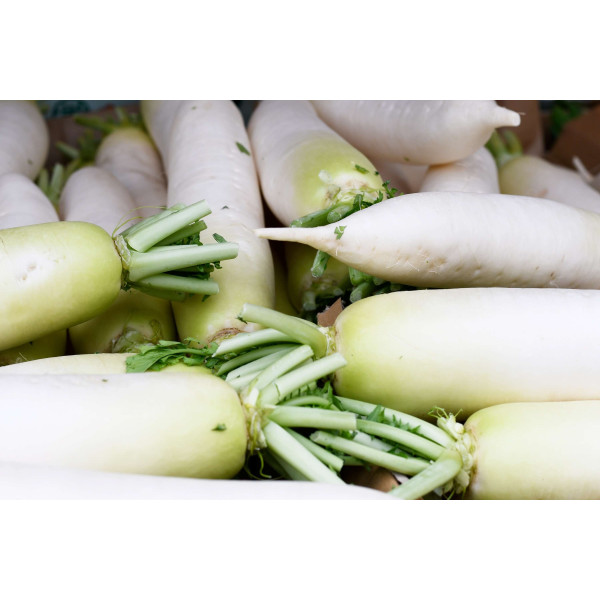 Radis chandelle de glace 