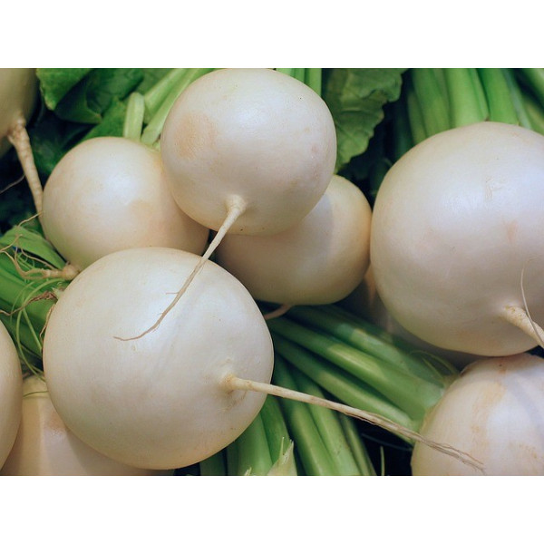 Radis rond blanc 